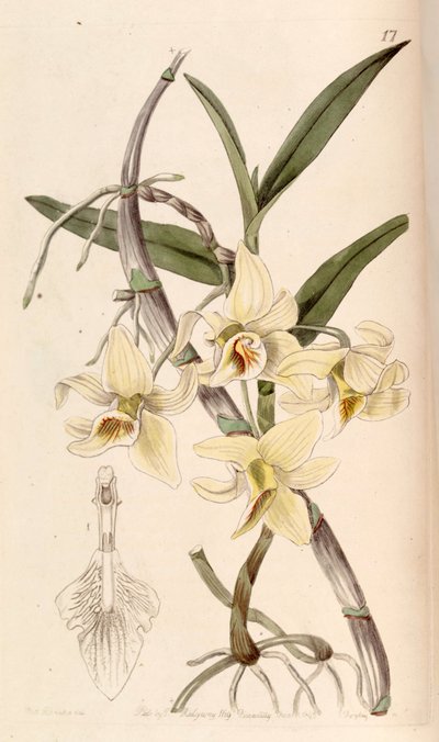 Dendrobium heterocarpum von Miss Drake